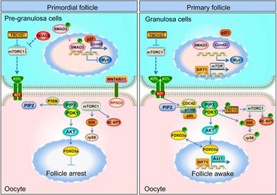 Mechanisms of primordial follicle activation and new pregnancy opportunity for premature ovarian failure patients